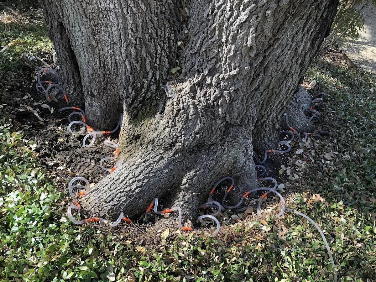 Detailed Shrub and Hedge Trimming job site in The Colony