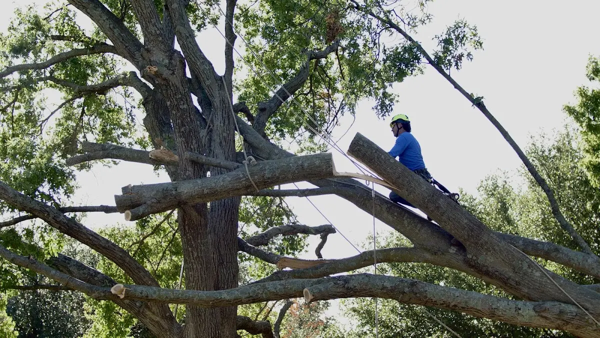 Professional Hazardous Tree Removal performed by certified arborists in The Colony