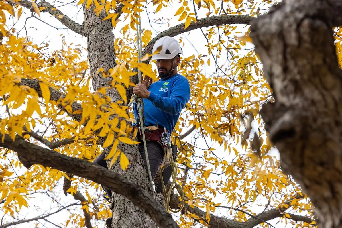 Skilled Tree Pruning crew working in The Colony