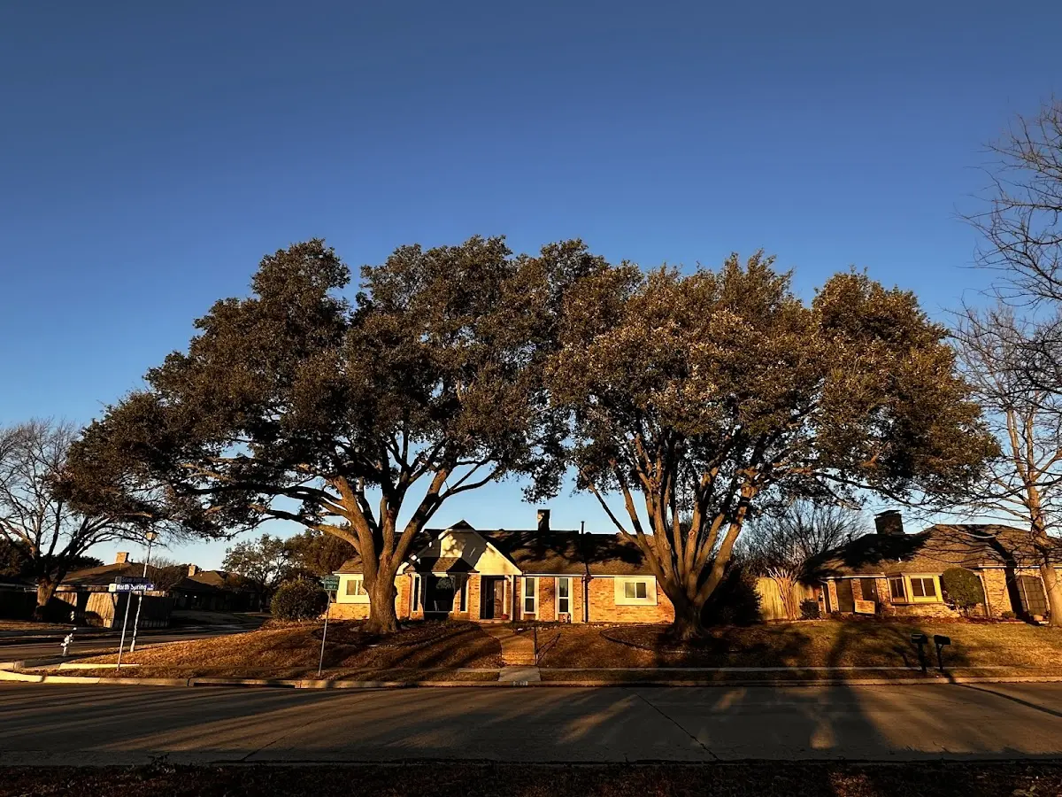 Established residential canopy tree shading a home in The Colony