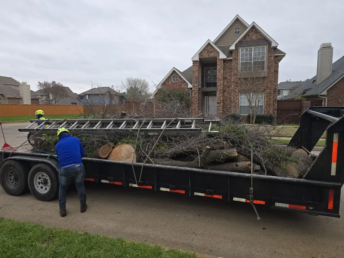Expert Tree Removal with proper safety equipment in The Colony